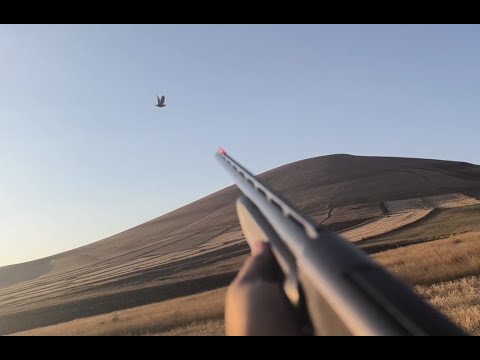 Видео: Լորի որս Հայաստանում 2025/26 Охота на перепела в Армении | Quail hunting | Lori vors Hayastanum