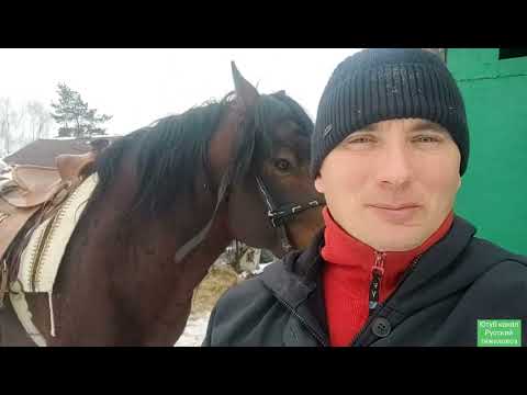 Видео: Жеребец Малыш примеряет седло ВЕСТЕРН.| Смешались табуны