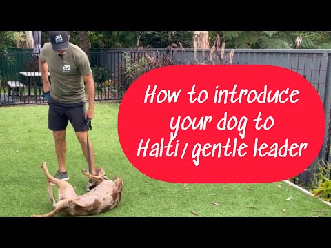 Видео: Знакомство собаки с ошейником (халти). #собака #дрессировкасобаки #послушаниесобаки