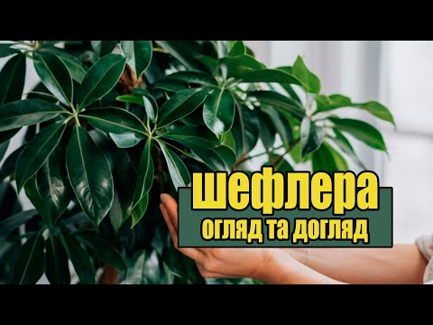 Видео: Шефлера — Догляд, Огляд, Поради та Секрети. Пересаджуємо та балакаємо.