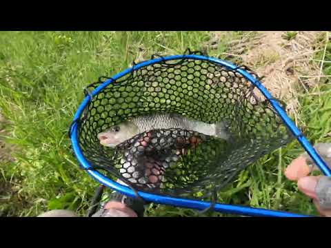 Видео: УЖЕ НАЧАЛ клевать на ПОВЕРХНОСТНЫЕ ПРИМАНКИ! Рыбалка на ГОЛАВЛЯ в МАЕ!