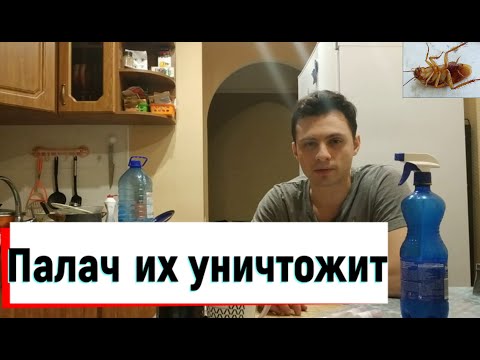 Видео: ● Тараканы? Если это средство не поможет - смело лепите диз! "Палач"