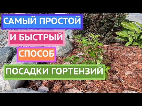 Видео: ГОРТЕНЗИЯ ТОЧНО ПРИЖИВЕТСЯ ЕСЛИ ПОСАДИТЬ ЕЕ ТАК!