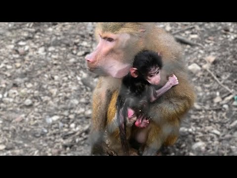Видео: Малыш у Люськиной матери самый САМОСТОЯТЕЛЬНЫЙ! На бывшего вожака орут даже самки! Гамадрилы Тайгана