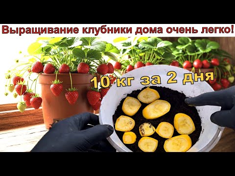 Видео: Как вырастить клубнику дома 10 кг зимой каждую неделю