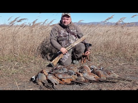 Видео: Охота на фазана. Давно такого не было...