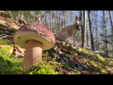 Видео: Гриби Карпат. Дикі куточки. Листопад