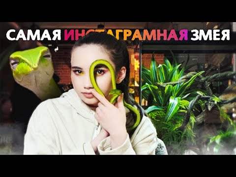 Видео: Ядовитый домашний питомец 🐍 Плетевидная змея, содержание и уход
