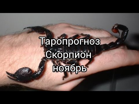 Видео: 🦂Прогноз на ноябрь для Скорпиона готов!