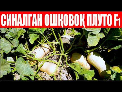 Видео: Плуто F1: Экишимнинг сабаби ўтган йили яхши даромад қилганлигим учун бу йил ҳам экдим