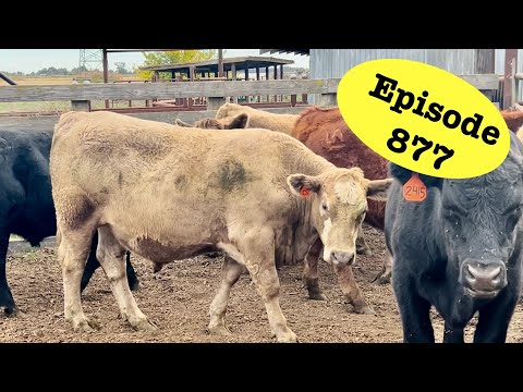 Видео: Прирост скота на пастбищах оказался лучше, чем ожидалось