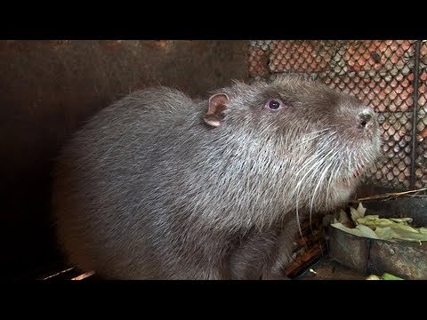 Видео: В Рени за мясом нутрий выстраивается очередь!
