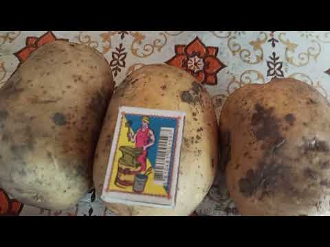 Видео: Хотите 800 кг  🥔 картошки из сотки?Смотрите до конца!