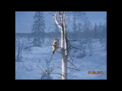 Видео: СЛАЙДЫ с комментариями.  2011.   Кольский полуостров.