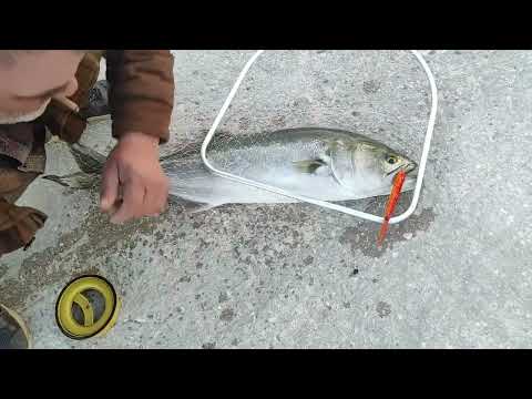 Видео: Само трофейни риби !