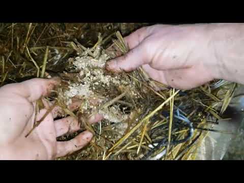 Видео: Состояние червей в ящиках и стеллажах на 1 марта 2025г.