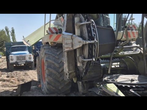 Видео: ИККИНЧИ ҲОСИЛНИ ҲАМ ОЛДИК МАШААЛЛОҲ #bobodexqonlar 