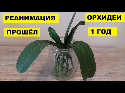 Видео: КАК РЕАНИМИРОВАТЬ ОРХИДЕЮ..ВОССТАНОВИТЬ ТУРГОР ЛИСТЬЕВ..УМИРАШКА ЧЕРЕЗ ГОД