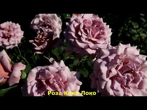 Видео: ТОП 7. Розы кофейного, карамельного окраса.