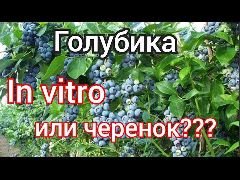 Видео: голубика in vitro или черенок
