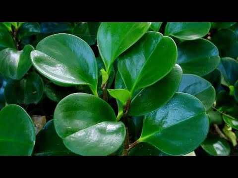 Видео: ПЕПЕРОМА ГУЛИ ХАКИДА