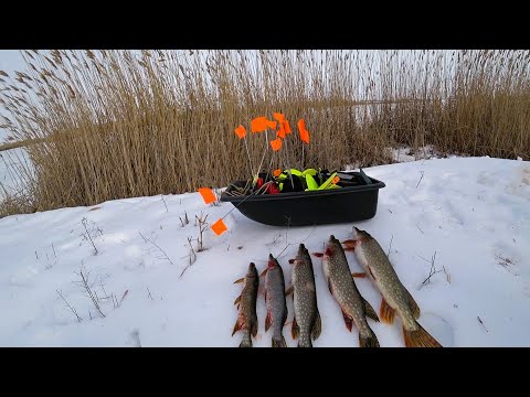 Видео: РЫБАЛКА НА ЖЕРЛИЦЫ.Ловля щуки на живца.