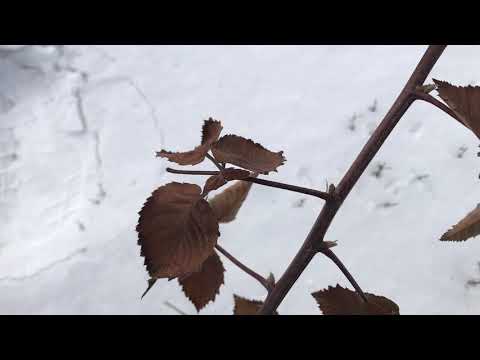 Видео: Удобряем ежевику сульфатом калия.