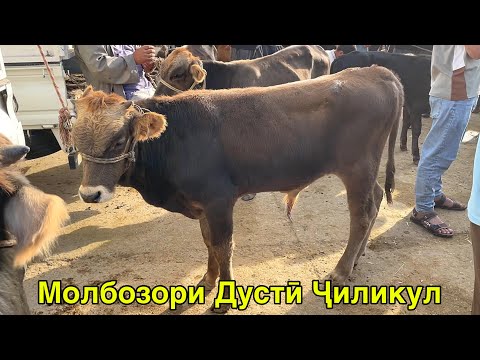 Видео: МОЛБОЗОРИ ДУСТӢ ҶИЛИКУЛ ЭШБЕК НАРХҲОИ ҲОЗИРА СЕЗОН 14 сентября 2025 г.