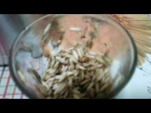 Видео: Сулу Данынын Дарылык Касиети.