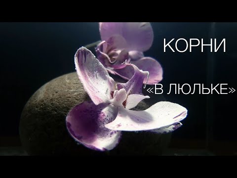 Видео: ВСЕ БЕЗ КОРНЕЙ!!! орхидея от соседки. Манхеттен в печальном состоянии. Выжившая из групповой посадки