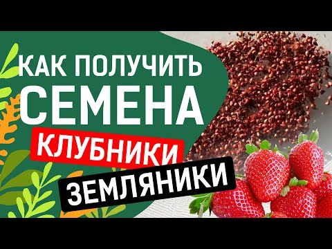 Видео: ЛУЧШИЙ СПОСОБ СОБРАТЬ СЕМЕНА ЗЕМЛЯНИКИ!!!