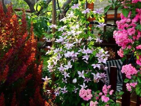 Видео: ЧЕРЕНКУЮ КЛЕМАТИС  "ХЕЙЛИ  ХАЙБРИД"..