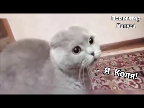 Видео: Говорящие коты! Лучшая подборка №11