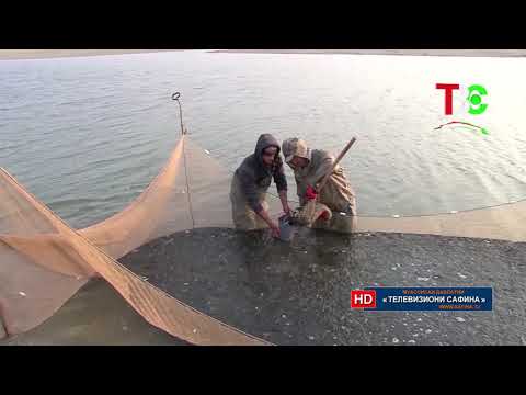 Видео: Тавозун - Моҳипарварӣ