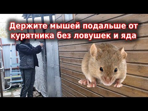 Видео: Как избавиться от мышей быстро и навсегда