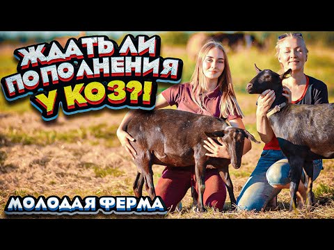 Видео: Ждать ли пополнения у коз?! Кого мы ещё привезли к себе на ферму? | Молодая Ферма