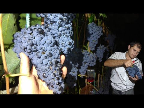 Видео: Уборка винограда.