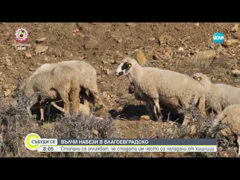 Видео: Увеличава се броят на нападнатите стада от вълци в Благоевградско