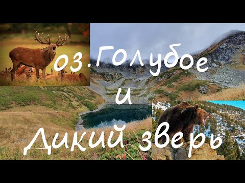 Видео: Поход на озеро Голубое  и встреча с дикими животными в горах Красной поляны г. Сочи 1-4 Октября 2020