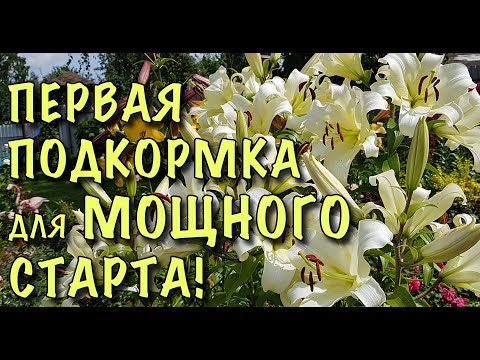 Видео: ХОТИТЕ МОЩНЫЕ и КРУПНЫЕ ЛИЛИИ? ПОДКОРМИТЕ их в НАЧАЛЕ РОСТА!