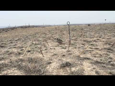 Видео: Шкори Спартак 