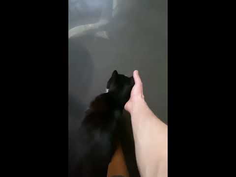 Видео: Дима Билан: К нему пришла милая кошка! 🐈