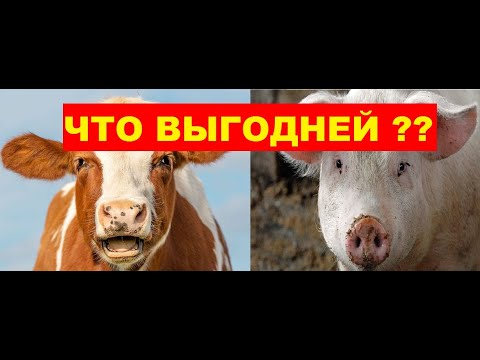 Видео: ЧТО ВЫГОДНЕЙ КОРОВА ИЛИ СВИНЬЯ ??