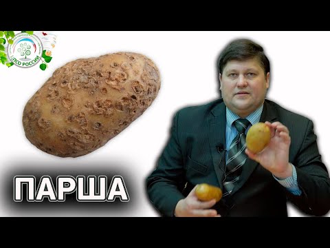 Видео: ПАРША КАРТОФЕЛЯ. Как избавиться от парши картофеля.