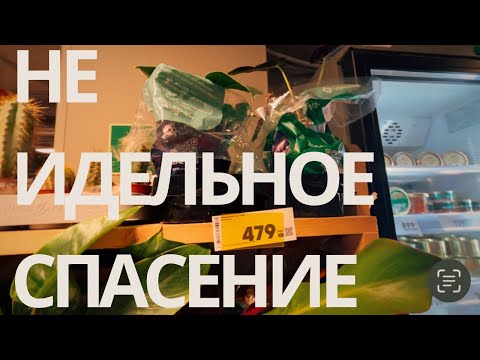 Видео: Зачем  я купила умирающее растение?