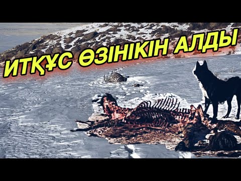 Видео: Бөлінгенді бөрі жейді, біздегі жаңалықтар…