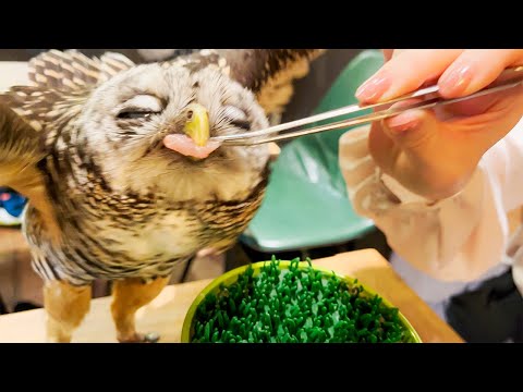 Видео: Посещение японского кафе совы/птичьего кафе🦉 | ТОРИНОЙРУ КАФЕ ЯНАКА