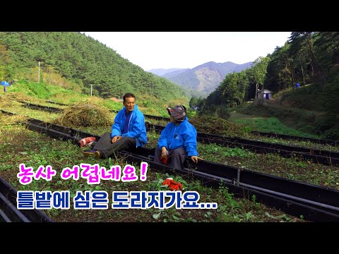 Видео: Сельское хозяйство – это сложно! Есть ли высоко растения дораджи?...😥