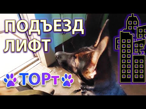 Видео: Щенок изучает городской подъезд.🐶🏬