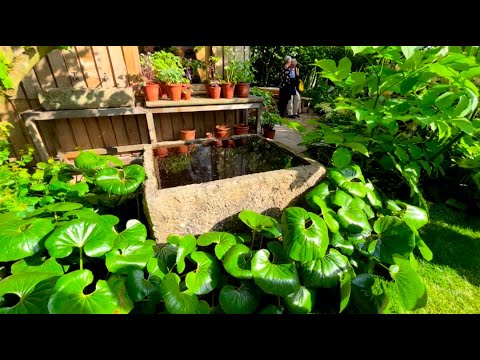 Видео: Челси 2024 (Часть 2)- Сады - Цветочное Шоу в Челси 2024 - Chelsea Flower Show 2024 - Gardens